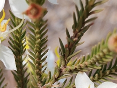 Chaetostoma albiflorum