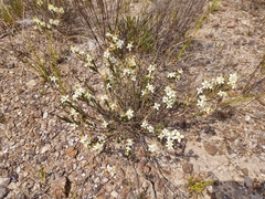 Chaetostoma albiflorum