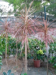 Dracaena reflexa angustifolia