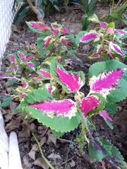 Coleus scutellarioides