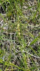 Carex festucacea
