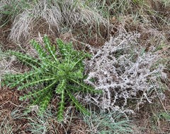 Berkheya onopordifolia