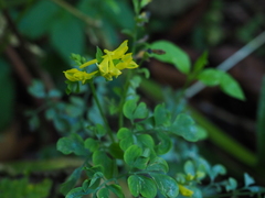 Corydalis ochotensis
