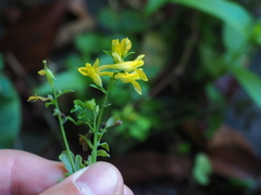 Corydalis ochotensis