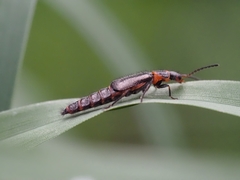 Carphurus strigicollis