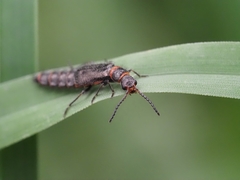 Carphurus strigicollis