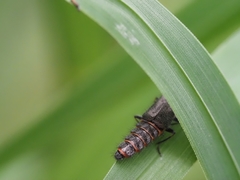 Carphurus strigicollis