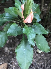 Crossandra