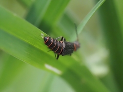 Carphurus strigicollis