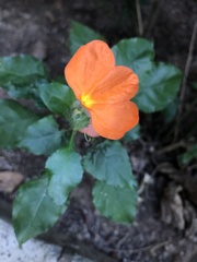 Crossandra