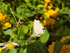 Catochrysops panormus exiguus