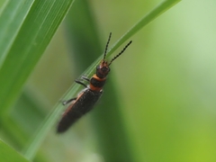 Carphurus strigicollis