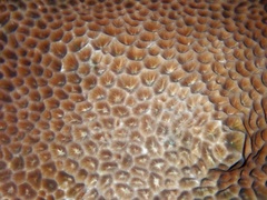 Gardineroseris planulata