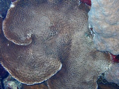 Gardineroseris planulata