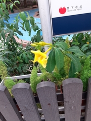 Allamanda cathartica