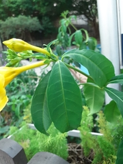 Allamanda cathartica
