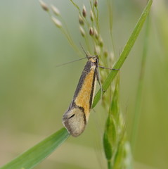 Philobota arabella