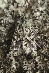 Meterana exquisita
