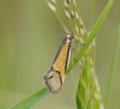 Philobota arabella