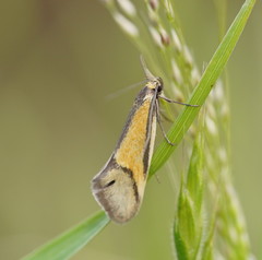 Philobota arabella