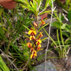 Mirbelia pungens