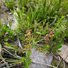 Mirbelia pungens