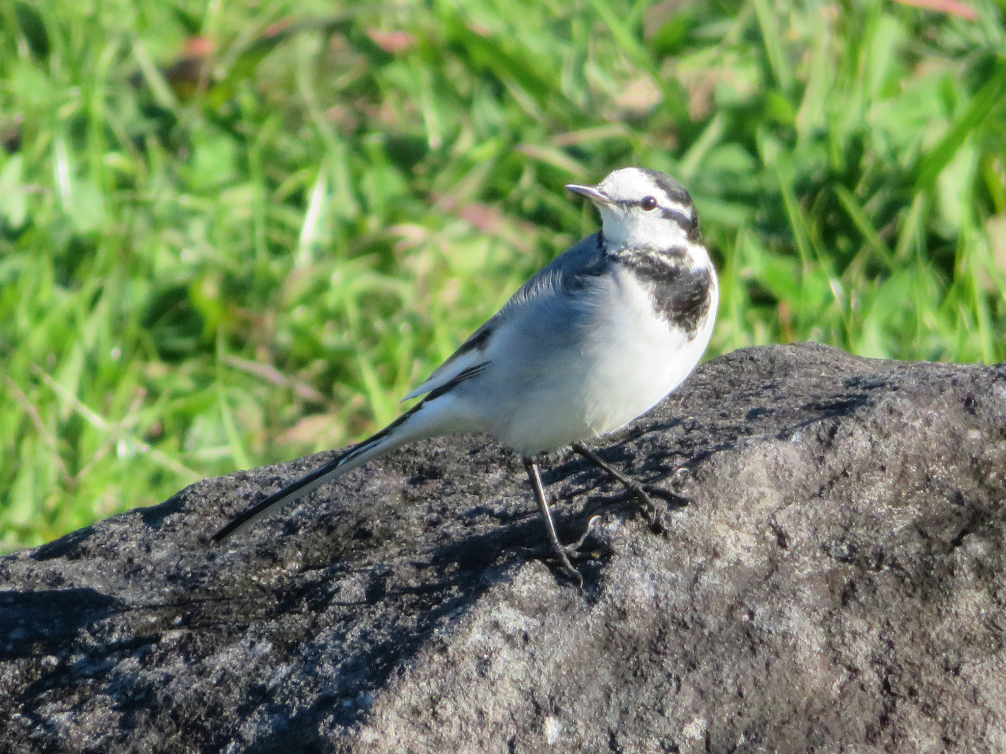 black-backed wagtail, japanese pied wagtail, kamchatka pied wagtail