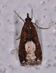 Eudonia hemiplaca