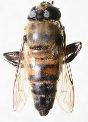 Phytomia incisa