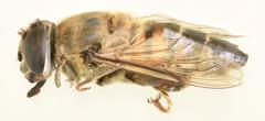Phytomia incisa