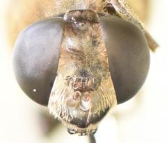Phytomia incisa