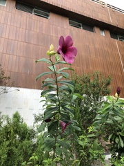 Allamanda blanchetii