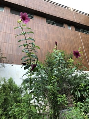 Allamanda blanchetii