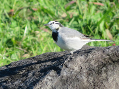 Motacilla alba lugens