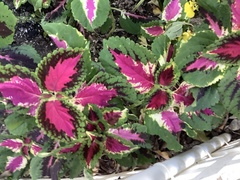 Coleus scutellarioides
