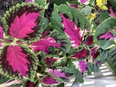 Coleus scutellarioides