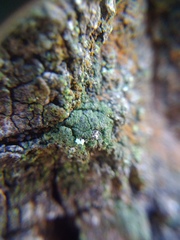 Scoliciosporum chlorococcum