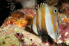 Coradion melanopus