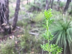 Cyanothamnus occidentalis