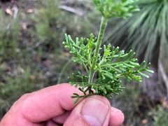 Cyanothamnus occidentalis