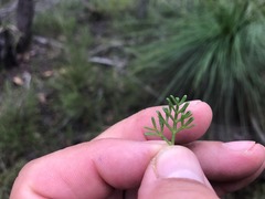 Cyanothamnus occidentalis