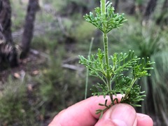 Cyanothamnus occidentalis