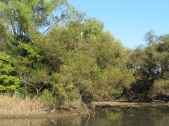 Ardea cinerea