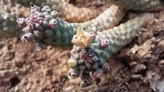 Euphorbia inermis