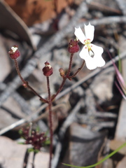 Stylidium androsaceum