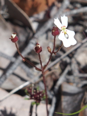 Stylidium androsaceum