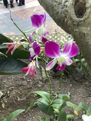 Orchidaceae