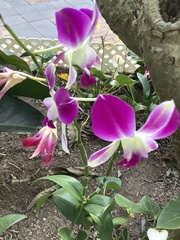 Orchidaceae