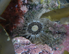 Anthopleura rosea