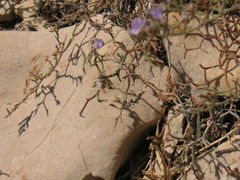 Limonium cancellatum